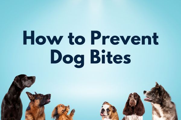 Preventing Dog Bites - Legal Insights | Rinehardt Injury Attorneys